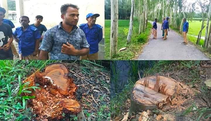 গোবিন্দগঞ্জে টেন্ডার ছাড়াই দু’লক্ষাধিক টাকার গাছ বিক্রি